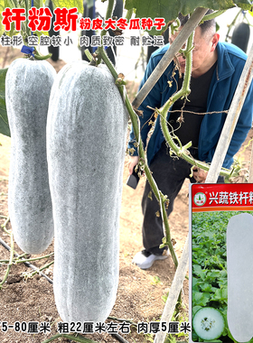 铁杆粉斯粉皮冬瓜种子湖南兴疏铁杆粉斯杂交特大抗病高产冬瓜种子