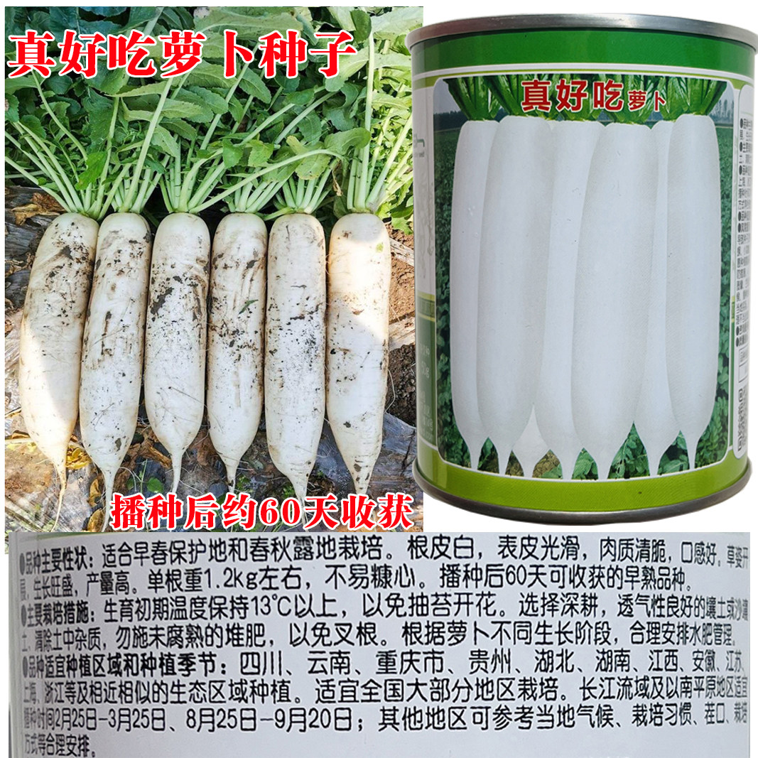 真好吃白玉春长白萝卜种子高产春家庭园艺种子