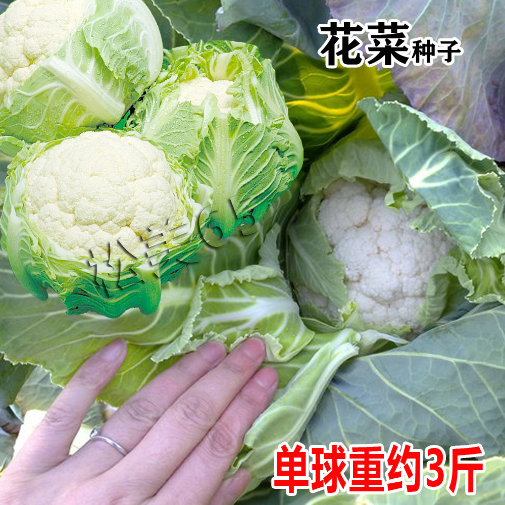 松美65青梗松花菜种子有机花菜种籽菜花子耐寒耐热大面积蔬菜种子