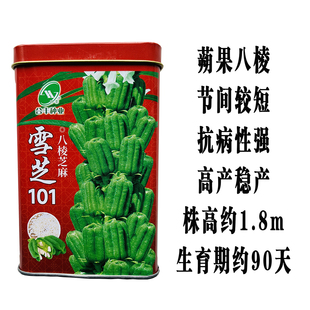 雪芝101八棱芝麻种子白芝麻耐旱高油春夏芝麻种子可机收 芝麻种籽