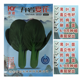 开岩夏花青梗菜种子一代杂交夏秋高温不拔节大叶片青梗菜大田种孑