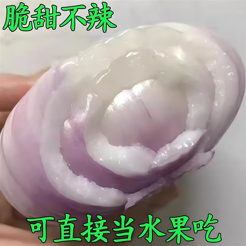 应季水果洋葱山东大葱紫红皮葱头圆葱新鲜脆甜扁葱