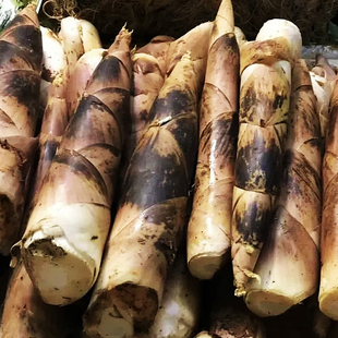 雷笋苗竹子庭院家养户外四季耐寒绿植物观赏大型竹子浙江吃笋菜竹