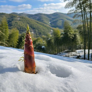 楠竹苗带土江南竹笋食用冬笋黄泥拱毛竹茅竹猫竹子树家养庭院室外