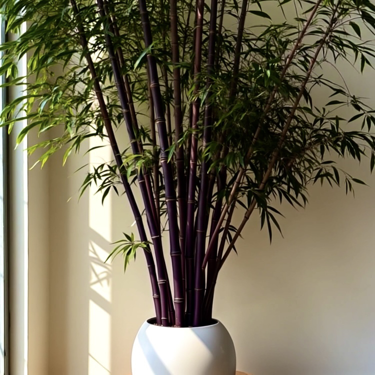 紫竹黑竹子苗墨竹乌竹大号落地盆景玄关柜入户正对门绿植盆栽摆件