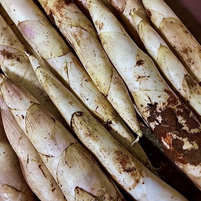象牙笋白哺鸡竹子种苗肉厚鲜嫩庭院超级大型绿植高产蔬菜食用树秧