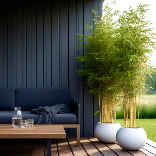 耐寒黄金竹黄竹子苗客厅书房耐寒竹子小黄竹名贵竹子苗茶桌办公室