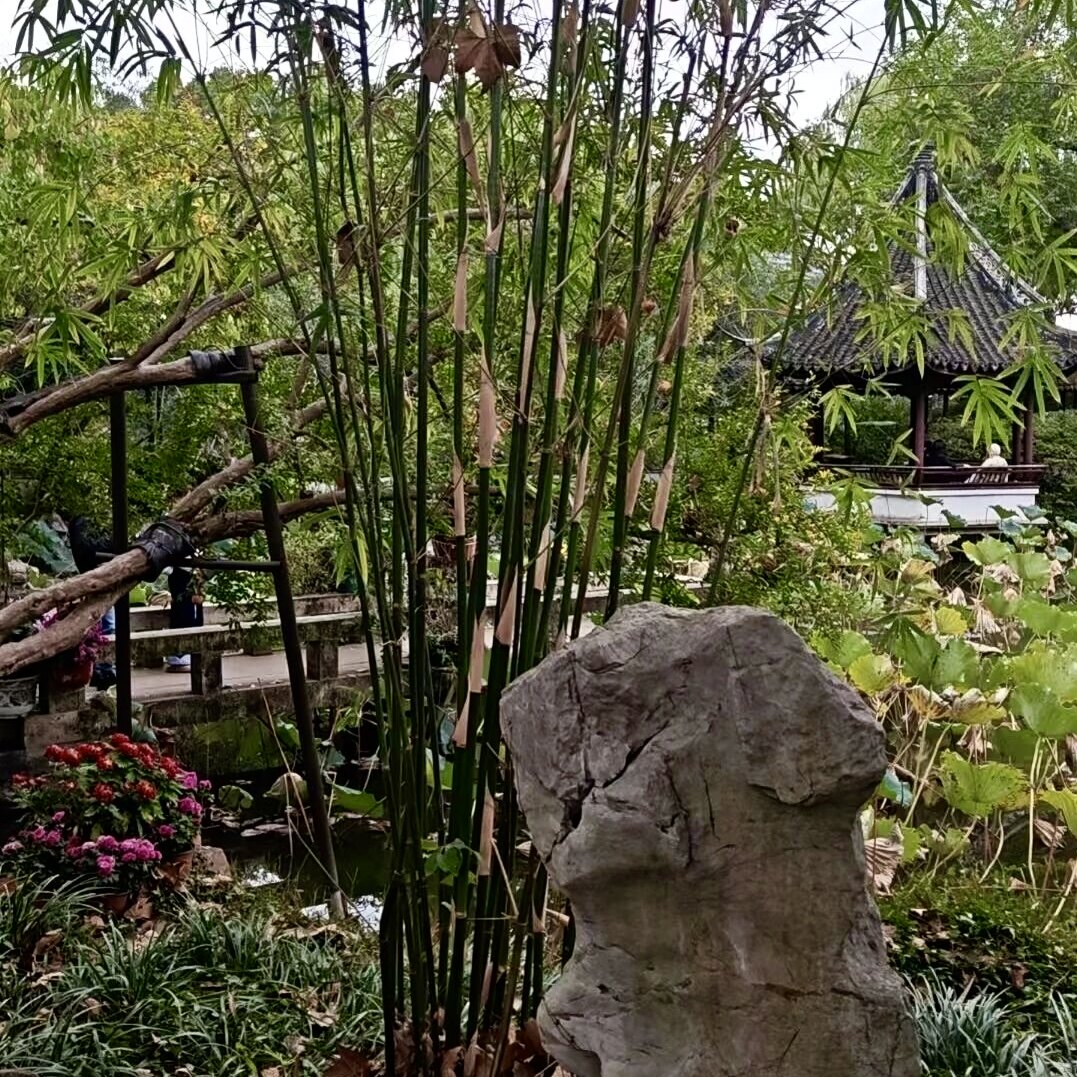 孝顺竹子带土50种喜阴风水观叶树苗大型绿植护家庭院别墅四季常青