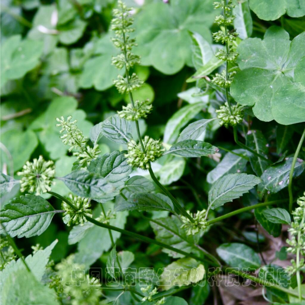 顺丰断血流新鲜干品磨粉风轮菜九塔草熊胆草野凉粉草苦刀草