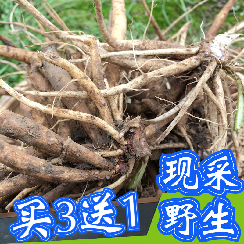 顺丰大蓟根叶新鲜牛口刺虎马蓟鸡脚剌将军刺蓟鸡姆刺马刺头粉干苗