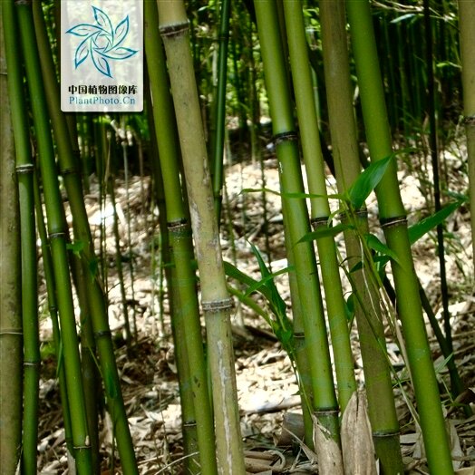 短穗竹子带土50种喜阴风水观叶树苗大型绿植护家庭院别墅四季常青