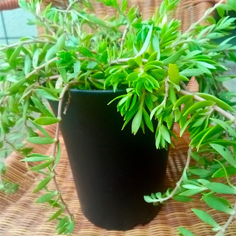 顺丰垂盆草新鲜盆栽苗垂盘草食用养肝石指甲狗牙草养鸡草干粉茶根