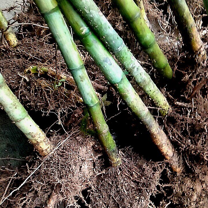 顺丰雷笋竹苗种植四季竹红竹曲杆竹毛竹楠竹青篱竹水竹乌芽竹苗