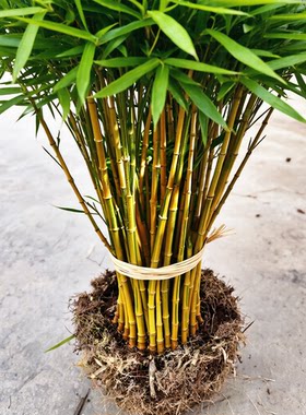 食用笋竹苗金镶玉竹春笋耐寒-26℃北方能种庭院地栽雷竹毛竹楠竹