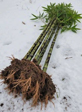 食用笋竹苗花笋筠竹春笋庭院地栽当年种当年吃雷竹毛竹楠竹子吃菜