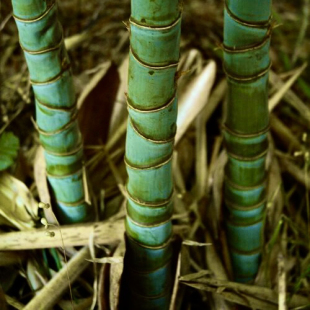 佛肚竹人面竹绿植物活真竹子茶室风景观赏办公室客厅名贵禅意中式