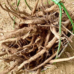 大蓟根新鲜将军刺煲鸡汤炖排骨马蓟鸡脚刺蓟鸡姆刺马刺野菜牛口刺