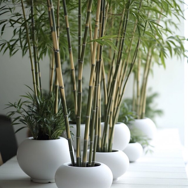 慈竹盆栽1.5米高9棵绿植物观赏精品真竹子树办公室内客厅茶几前台