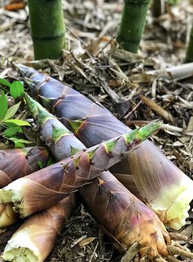 金竹笋50种食用甜笋竹子带土苗毛巾竹金毛竹矮化篱笆庭院家养围栏
