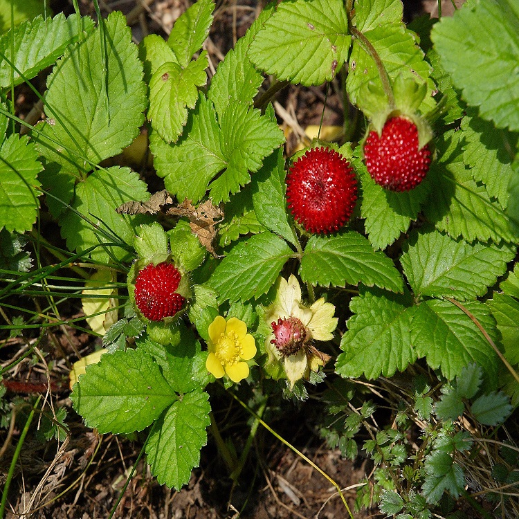 蛇莓全草新鲜蛇泡草龙吐珠三爪风蛇果地莓蚕莓三点红有干货干货