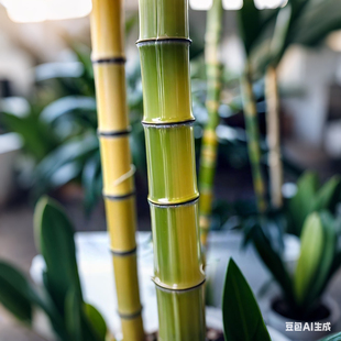 花毛竹苗带土庭院别墅亲子种植童年陪伴家庭吃菜食用观赏冬笋竹子