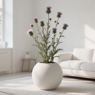 大蓟盆栽野菜药膳牛口刺蓟鸡脚刺萝卜鸡母刺飞廉马刺根叶厨房茶室