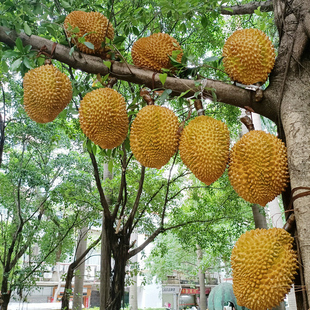 饰摆设 仿真榴莲模型假水果大金枕火龙果菠萝凤梨龙眼超市橱窗装