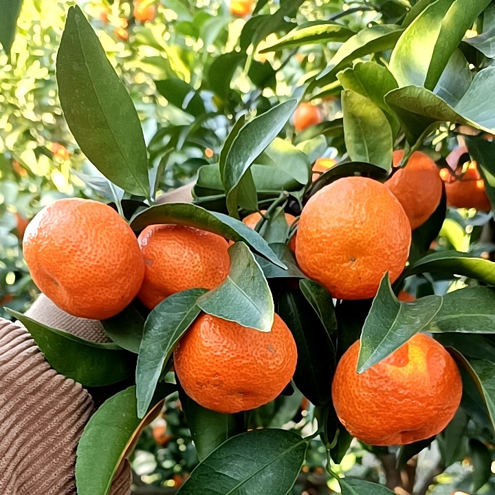 广西桂林沙糖桔甘甜多汁新鲜水果当季现摘自家种的10斤包邮,水产肉类/新鲜蔬果/熟食,桔子,淘宝优惠券,粉丝福利购,淘宝优惠卷