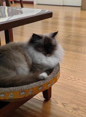 全国上门找猫，武汉找猫团队。宠物救助，抓猫救猫找狗