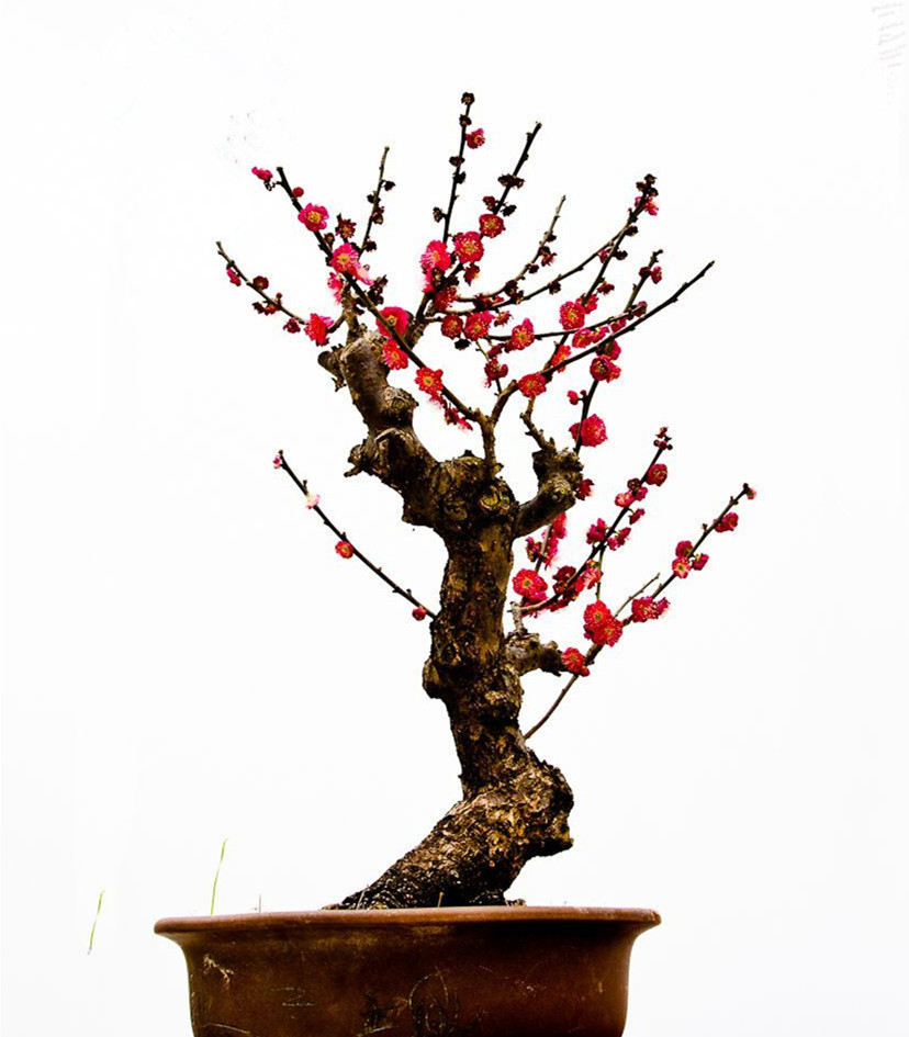 精品梅花盆景一物一拍 室内室外都可种 好养青海甘宁蒙海南不包邮