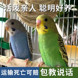 亲人包教说话虎皮鹦鹉纯收养已打疫苗驱虫已做云斑到家健康活泼