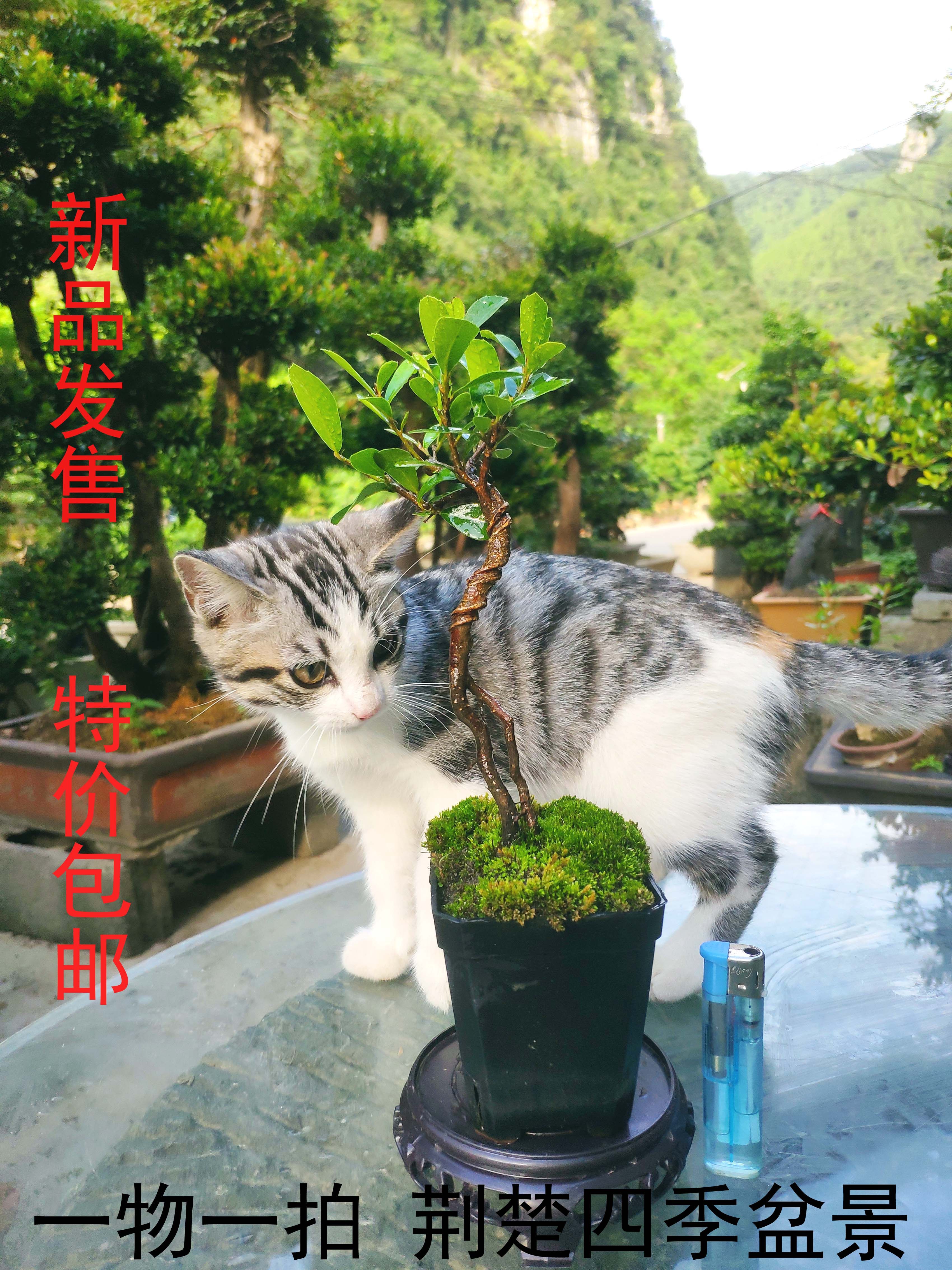 中华蚊母三峡蚊母掌上盆景微型小盆栽四季常青