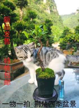 中华蚊母三峡掌上盆景微型
