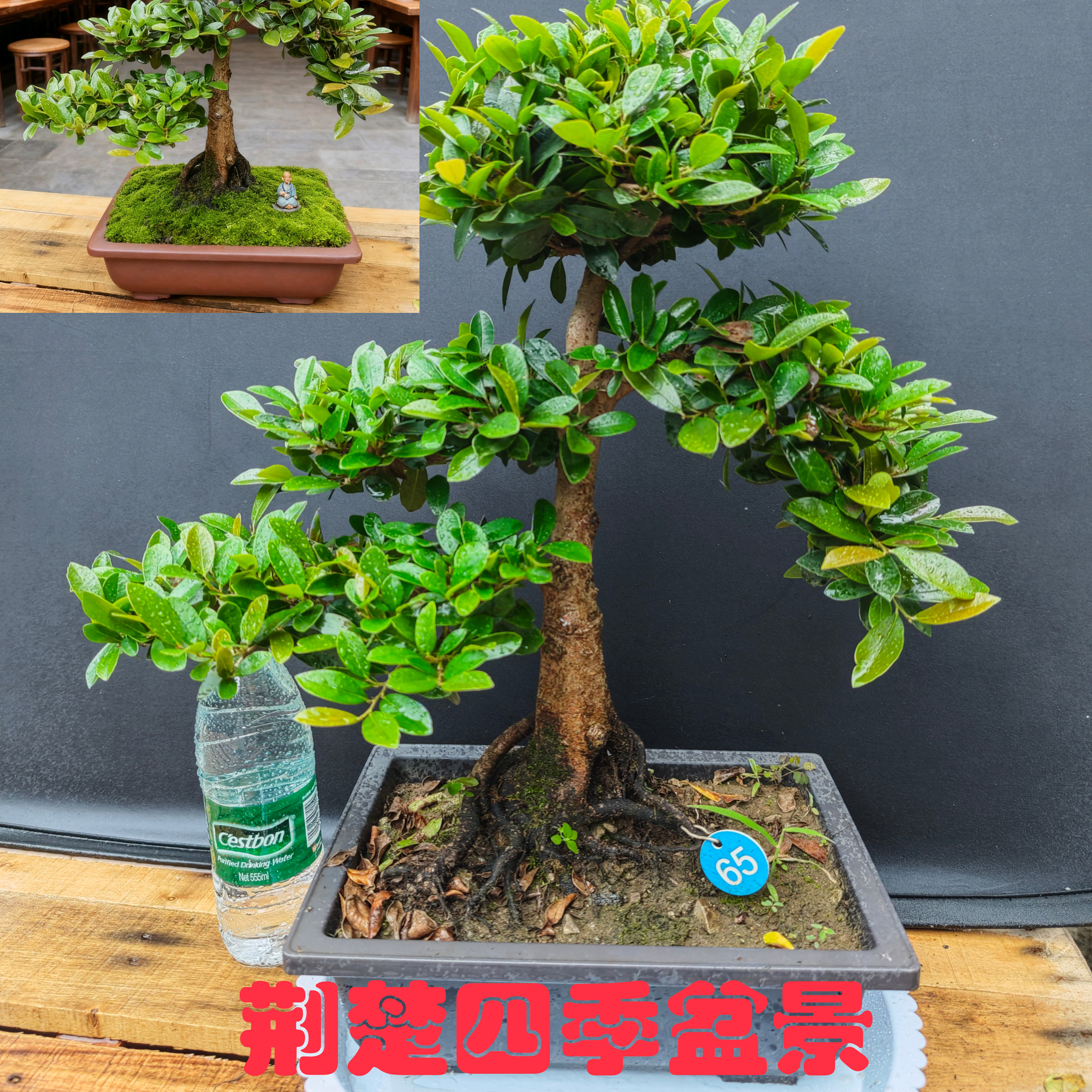 中华蚊母盆景 大叶小叶 微型盆栽 常青绿植 红花植物