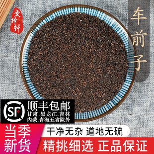精选正品店铺 精选新货车前子 车前草籽 车前子茶 车前籽 50g