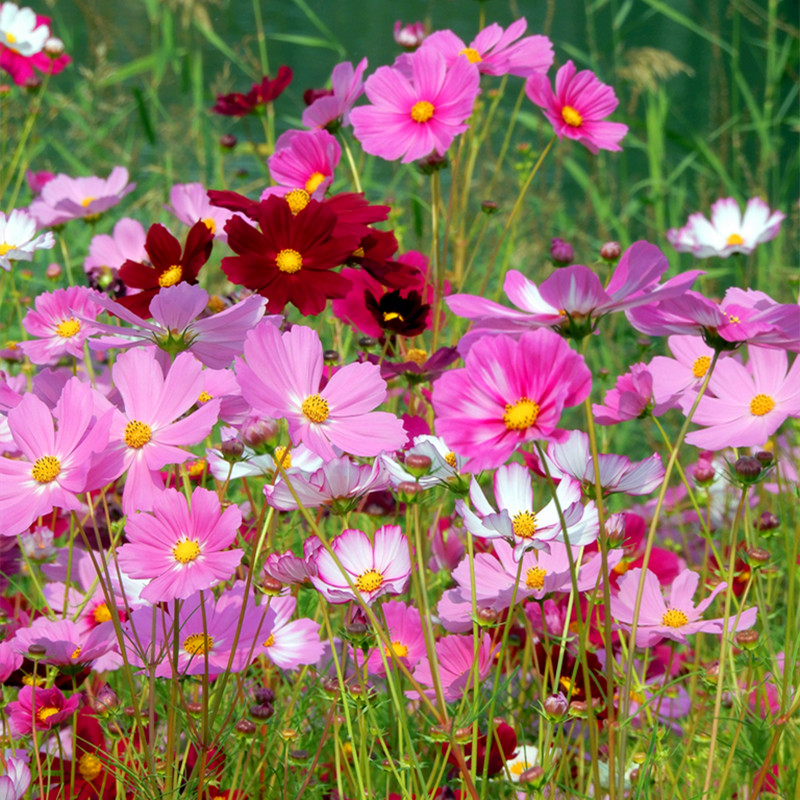 格桑花种籽子七彩四季播种开花室外易活重瓣波斯菊花籽菊花种子孑