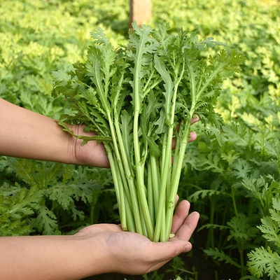 小叶茼蒿种子大全农家茼蒿种籽菜籽四季播皇帝菜种苗青菜蔬菜种孑