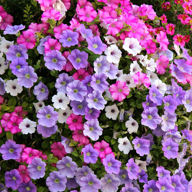 矮牵牛种子垂吊盆栽庭院室内阳台爬藤植物牵牛花种子四季花卉种孑