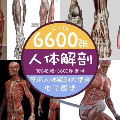 艺用人体全身解剖刨造型结构电子版素材骨骼肌肉素描四肢躯干图片