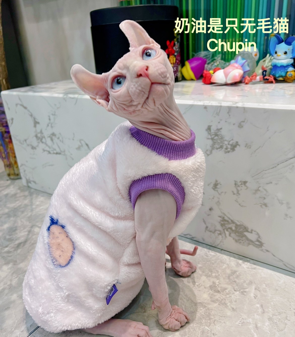 奶油是只无毛猫斯芬克斯德文宠物猫咪冬季双面宝宝绒背心衣服包邮