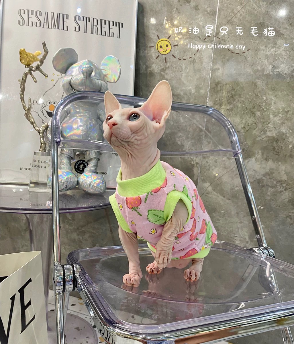 斯芬克斯无毛猫衣服德文阿比宠物猫咪夏季纯棉布背心透气空调房穿