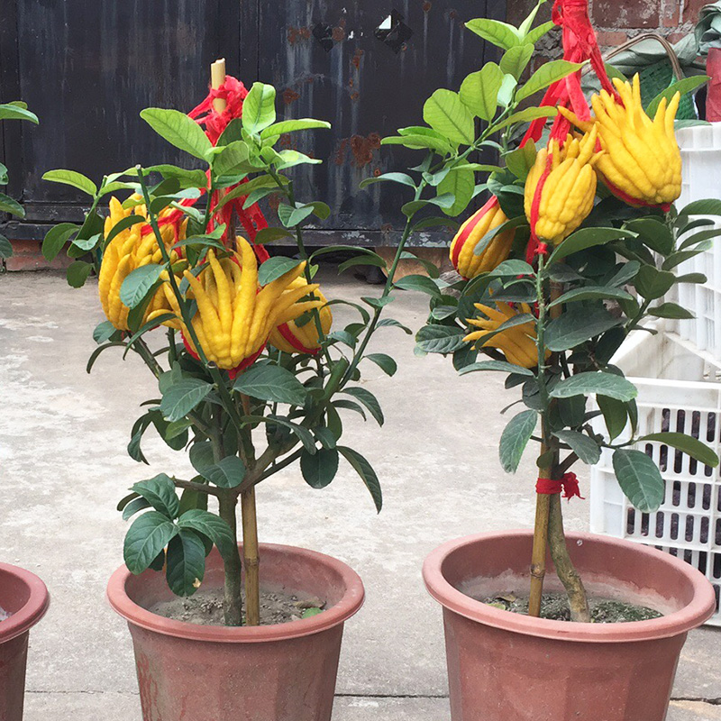 带花苞正宗金华带土种植佛手柑