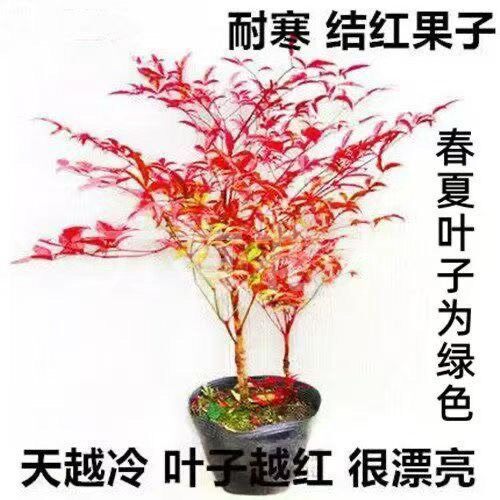 火焰南天竹盆栽观叶红叶小盆景好养耐寒绿植物树苗茶桌禅意微景观