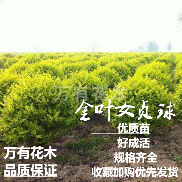 绿化苗万有花木四季常青