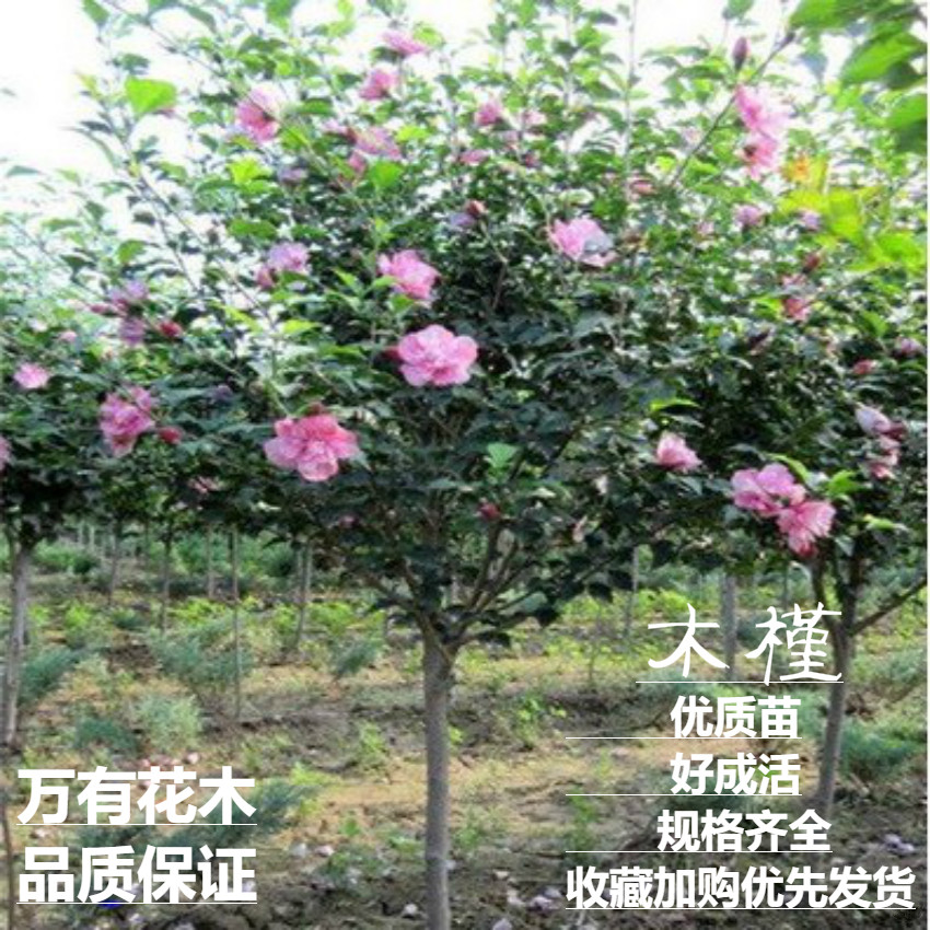 木槿庭院树苗万有花木
