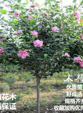 木槿庭院树苗万有花木
