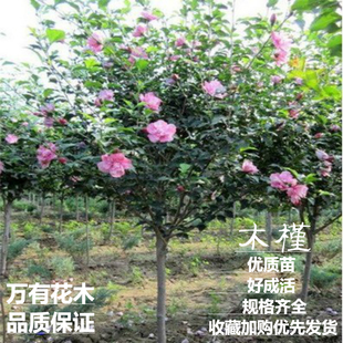 重瓣红花木槿树苗可食用红花木槿苗朝开暮落花庭院阳台栽植花期长