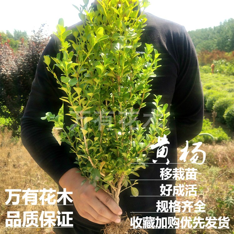 绿化常绿黄杨苗万有花木好成活