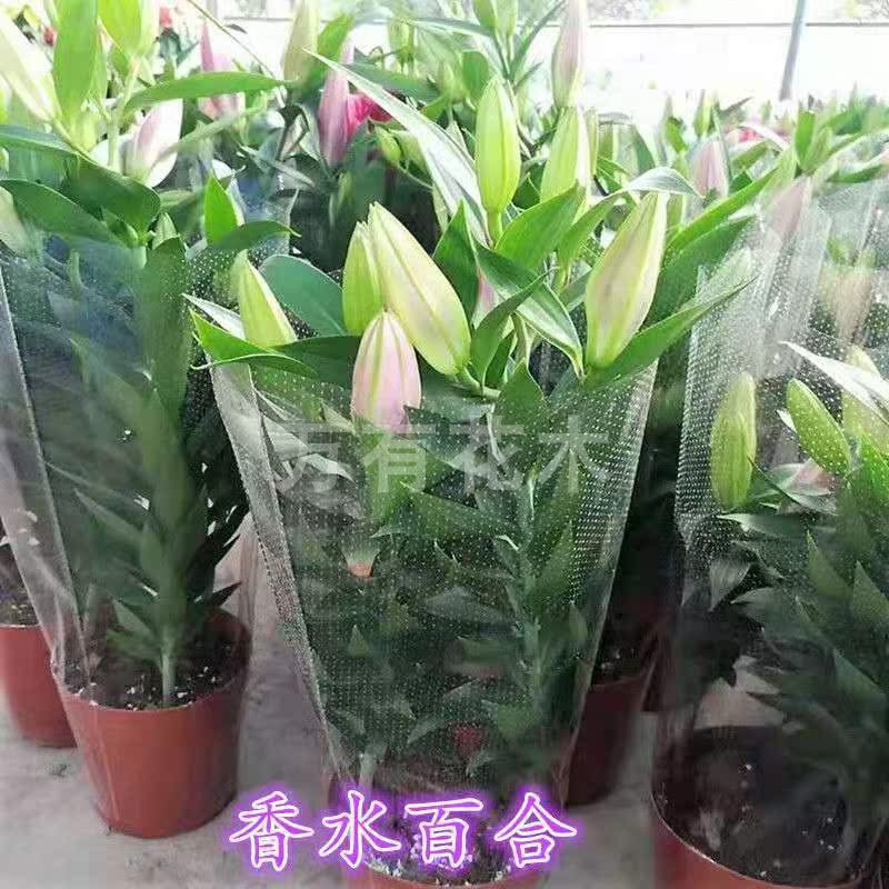 香水百合盆栽鲜花花苗盆栽带花苞四季水养室内植物客厅重瓣吸甲醛