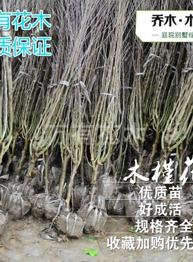 重瓣粉红色木槿花苗丛生木槿花球耐热抗寒庭院户外花灌木花篱笆苗